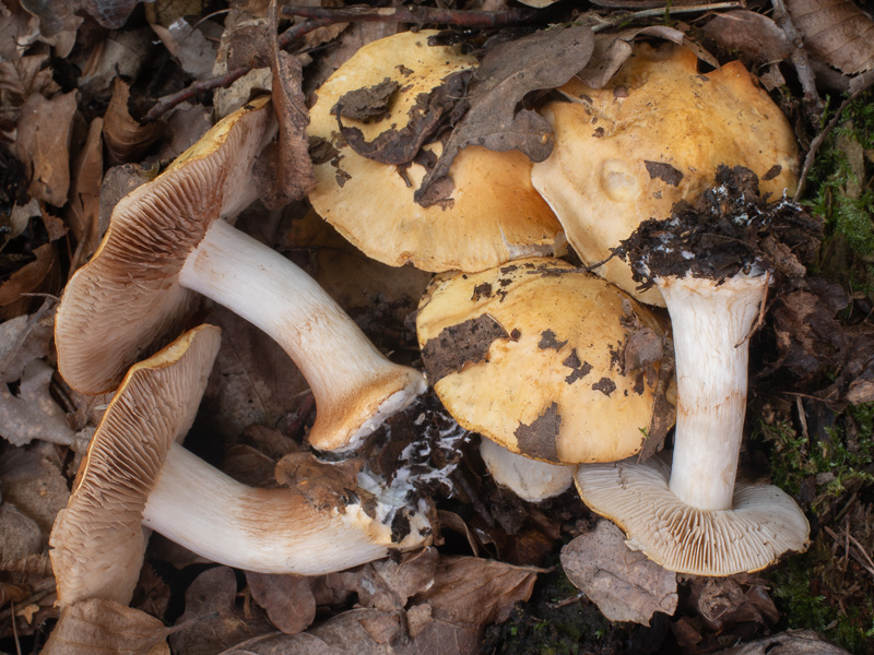 Cortinarius rhizophorus